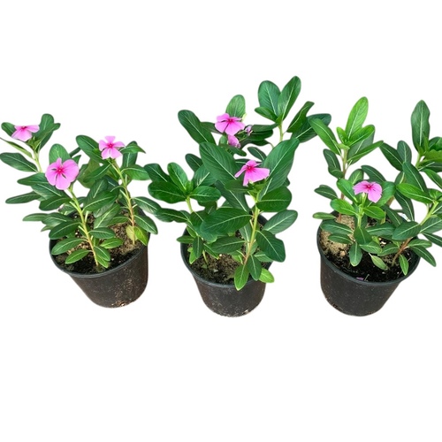 فنكروزا حوض ١٤ سم ( ثلاث احواض بدينار )