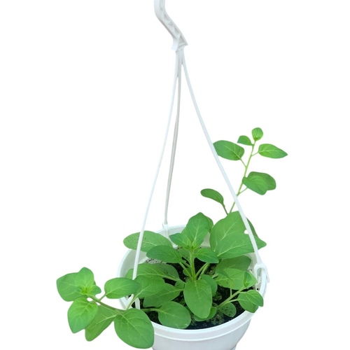 بيتونيا معلقه حوض صغير