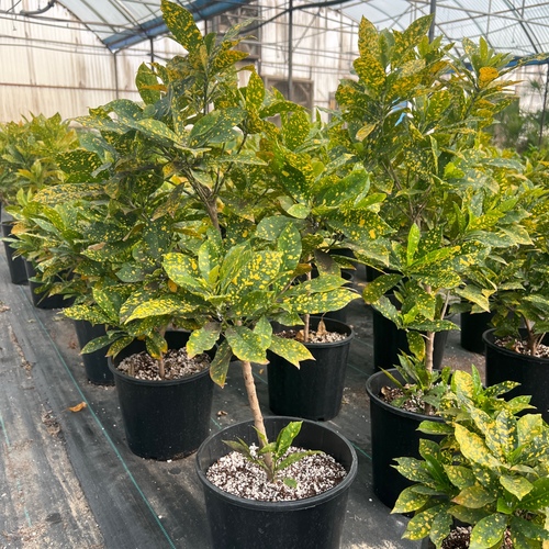 Croton plant - Croton plant or Codiaeum (Codiaeum Variegatum Pictum) , a plant with leaves of different color, size and shape, beautiful in appearance, and can be placed in homes or different work environments, and it is preferable to display it individually to highlight the uniqueness and beauty of its leaves

IRRIGATION

The plant is not irrigated until the soil is partially dry, and it is preferable to spray its leaves with water mist constantly, as it is moisture-loving.

LIGHTING

The plant needs bright, filtered light, such as window light or artificial room lighting.

TEMPERATURE

The plant needs a moderate atmosphere that is suitable for normal room temperature up to 30°C.