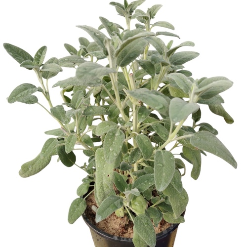 sage