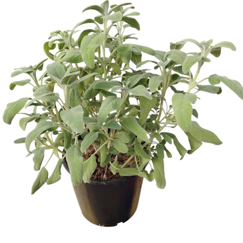 sage