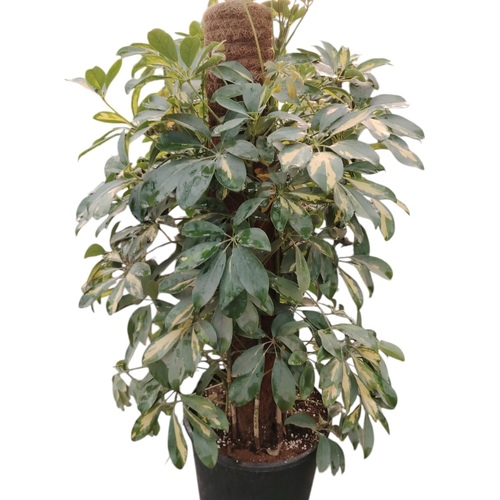 Schefflera