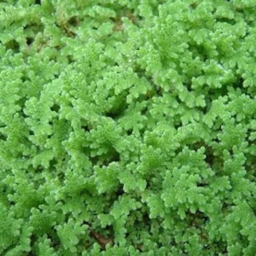 Azolla