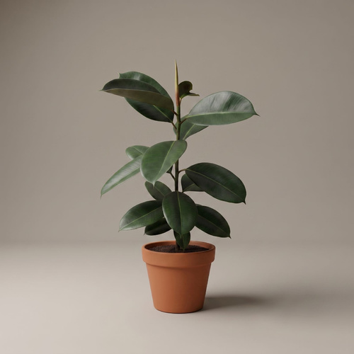 Ficus elastica