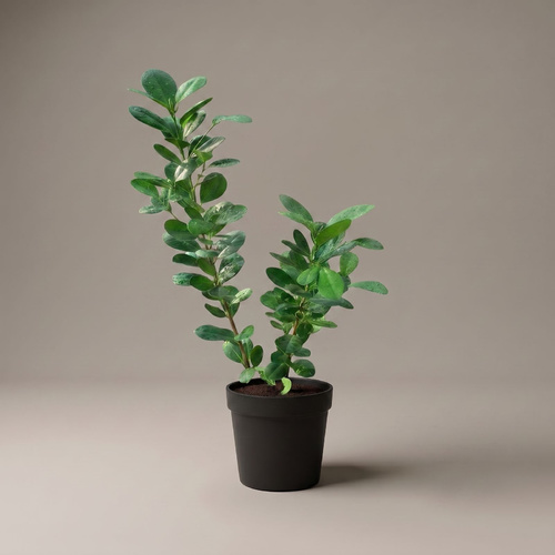 FICUS PANDA - IRRIGATION  It is not irrigated until the soil is partially dry, and its leaves are preferably sprayed constantly as they are moisture-loving.  LIGHTING  You need a bright light filter like a window light.  TEMPERATURE   It needs a moderate atmosphere, suitable for normal room temperature, and withstands warm weather up to 30 degrees Celsius.