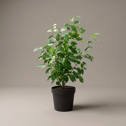 Ficus Benjamina - IRRIGATION  It is not irrigated
until the soil is partially dry, and its leaves are preferably sprayed
constantly as they are moisture-loving.  LIGHTING  You need a bright
light filter like a window light.  TEMPERATURE   









It needs a moderate
atmosphere, suitable for normal room temperature, and withstands warm weather
up to 30 degrees Celsius.
