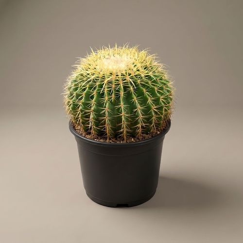 Golden Barrel Cactus Medium - Also cold&nbsp;Echinocactus grusonil one of the top cactus selling and it is rare and endangered in the wild