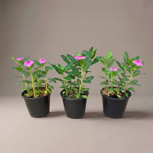 Vinca Rosea