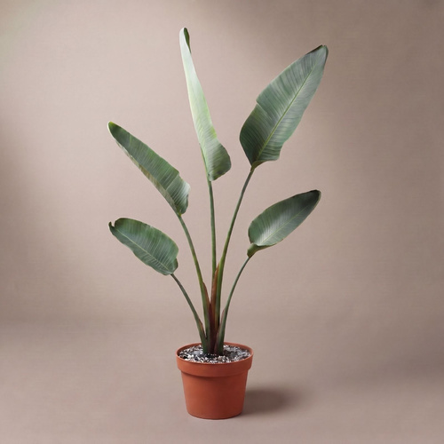Bird of paradise plant