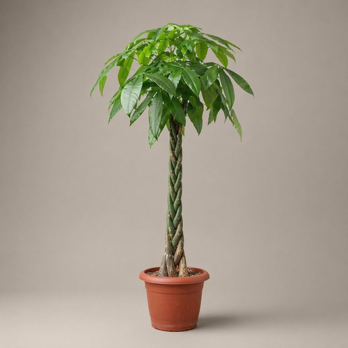 Pachira - Beautiful indoor plant also called many names  water chesnut,guiana or Malabar chestnut, money tree or saba nut

it is 3 Strand stem in uniqe way hight more than 1.5 m
