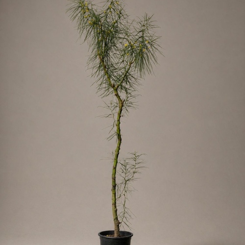 Parkinsonia