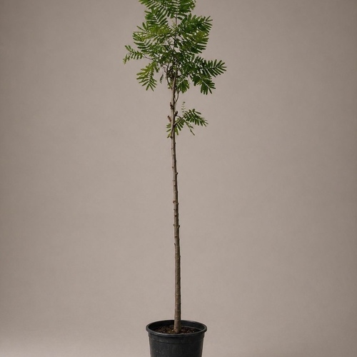Jacaranda