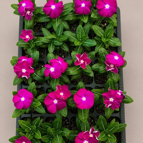 Vinca Rosea