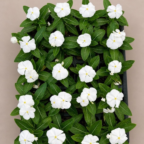 Vinca Rosea