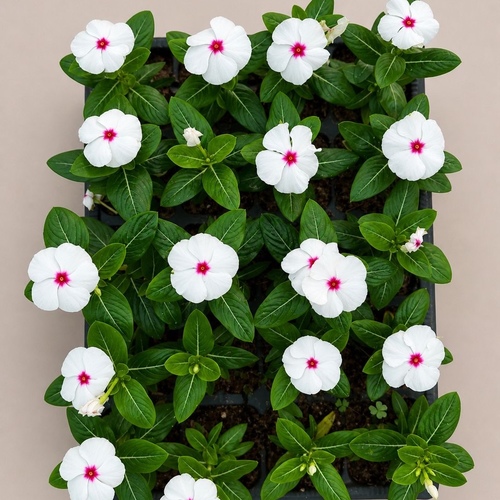 Vinca Rosea