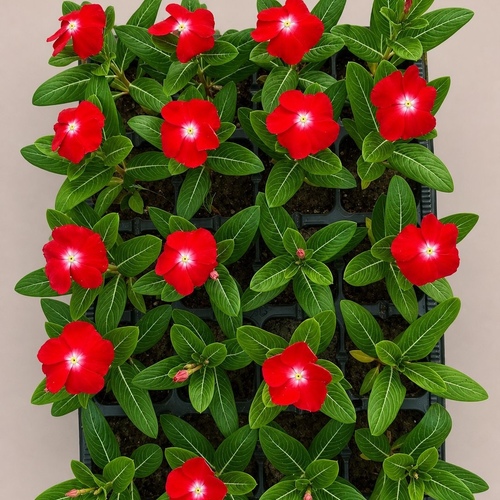 Vinca Rosea