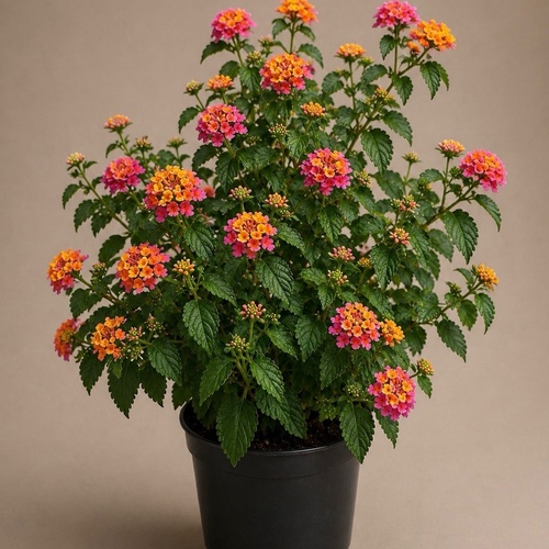 Lantana camara