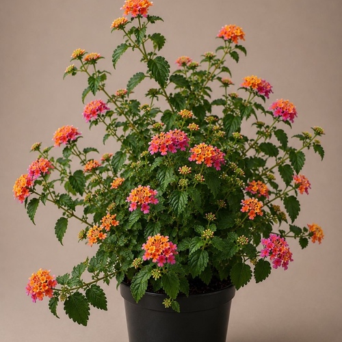 Lantana camara