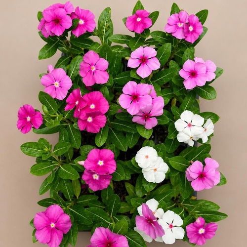 فنكروزا بلدي ( صنيه ٢٠ شتله )