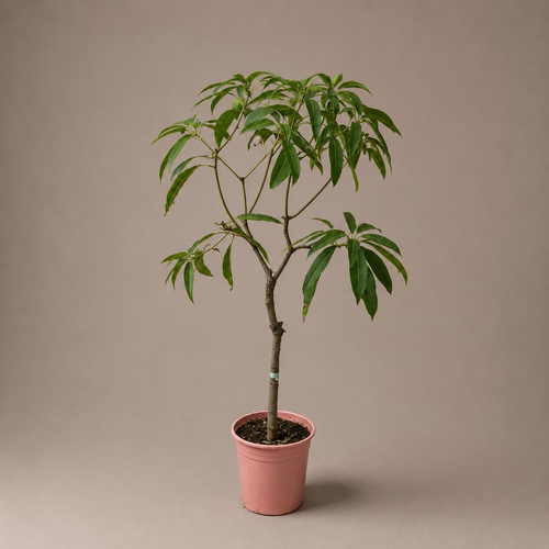 مانجو اصناف ( عويس )