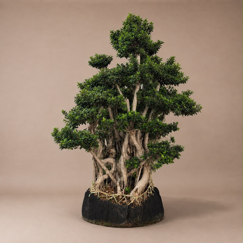 bonsai