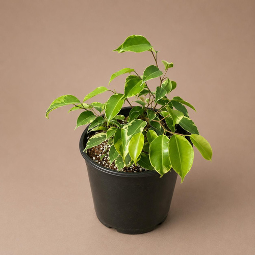 Ficus Benjamina
