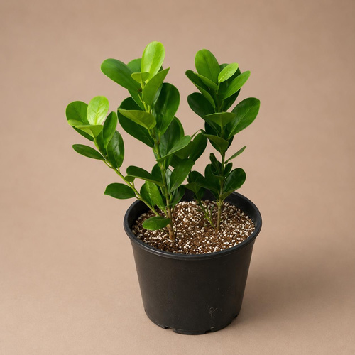 FICUS PANDA