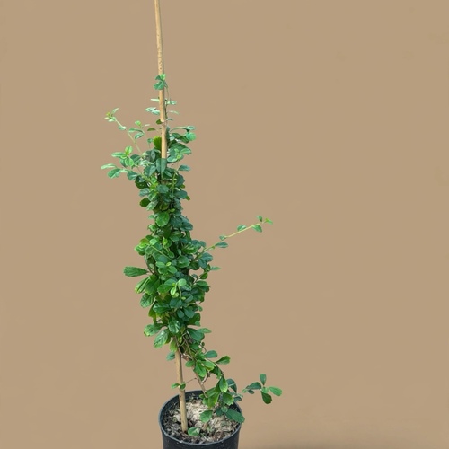 كارمونا حوض ١٤ سم ارتفاع ٥٠ سم