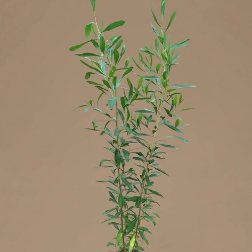ديدونيا
