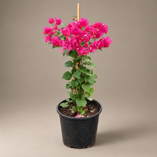 Bougainvillea