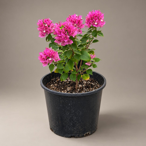 (Bougainvillea (Dwarf