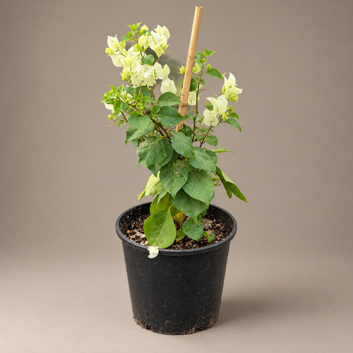 Bougainvillea