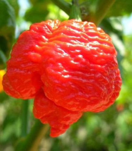 Carolina Reaper Red Pepper  Sandia - The Hottest Pepper in the world  2 million Scoville of heat . 
 Can you take the Heat