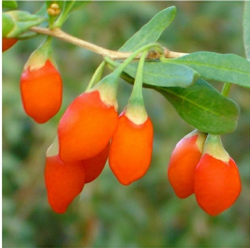 Goji Berry PWS