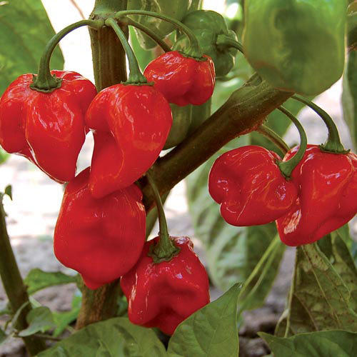 Habanero RED Pepper Extra Heat - Red Habanero  -This hot habanero with its fruity flavor is a fine addition to make extra spicy salsas, marinades, and very hot sauces. It originates from the Yucatan Peninsula in Mexico and will grow well in northern climates. Easy to grow. The red pods are 1-1/2