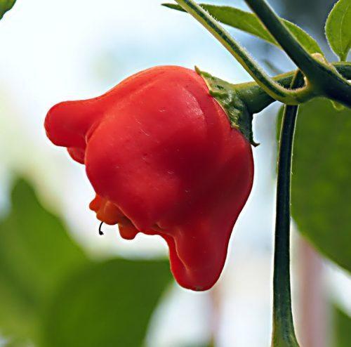 Bishop crown Pepper Sandia - The bishop’s crown pepper is a spicy little chili pepper distinctively shaped like a bishop’s crown, hence the name. It brings respectable heatand is great for cooking.