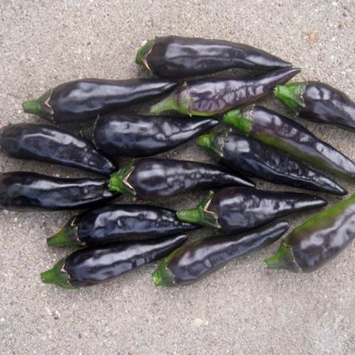 Black Fangs Pepper - DESCRIPTIONThis early fruiting (in UK conditions) hot pepper produces 30-50 distinctive fang-like fruits. The 