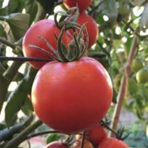 New Yorker Tomato  Sandia - This handsome beefsteak is an early outdoor variety which is resistant to a variety of diseases including Blossom End Rot, and produces high yields of red medium sized fruits with excellent sweet flavour and soft meaty flesh with few seeds, which is perfect for salads. (Bush)