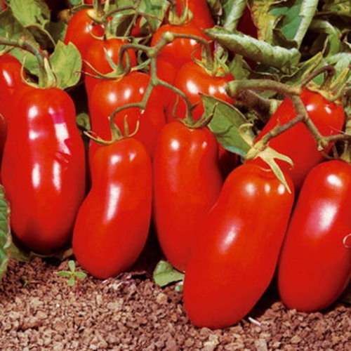 San Marzano Tomato NEW US or PWS