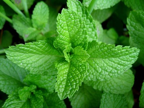 Large Leaf Mint / Nane (Genta)