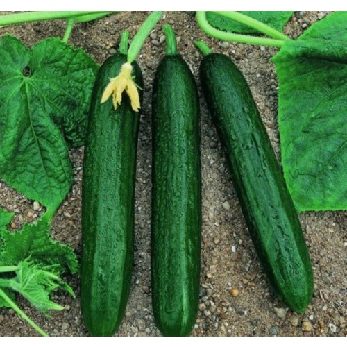 Cucumber Badem - Hıyar (Genta) - Vilmorin Almond Cucumber SeedVilmorin Almond Cucumber Cucumber seeds of regular shape (18-20 cm), firm, non-withering texture, seedless, very productive.Preparation and planting of Vilmorin Almond Cucumber SeedAlmond cucumber seed sowing is between March and June. Soak the seeds in a damp cheesecloth 24 hours before planting. After placing 10 cm thick peat in a suitable crate or container, plant the seeds to a depth of 1 cm and cover them with 1 cm thick peat. Keep it in a cool and shaded place and keep it moist by controlling the humidity of the soil every day. When germination begins, remove the cover and expose the container to the light, but out of direct sun. It will germinate in 8-10 days. When the cucumber seedlings are 4-5 cm tall, sprinkle 300 g of fertilizer per square meter on the planting area, hoe and straighten. Surprise the seedlings to where you will grow them. Feed your plants using organic fertilizers at regular intervals after planting. Water abundantly and regularly. Cucumbers can be harvested from July to the end of September after sowing seeds.Vilmorin Almond Cucumber CareWhen the seedlings have 6-7 leaves, the top shoot is cut off and the plant is provided with side branches. If the cucumber (Cucumber) is grown on the ground, its fruits may become muddy or if its branches are pressed, it is inevitable that it will become bitter. It is best to grow it in the gazebo. Thus, there will be no loss of space and the plant will be more productive.
When the plants begin to elongate, 2 m. with poles. A temporary gazebo is made at the height of the arbor and the ropes are stretched and the seedlings are wrapped around them.
Cucumber is not watered much before it starts to pour fruit. When it is fruiting, it should be watered regularly and the soil should always be moist. It is watered every 2-3 days in the morning or evening. Fertilizer syrup to be given once in a while increases the yield a lot. Cucumbers catch fungal diseases very quickly. As a precaution, fungicide is applied every 2 weeks from the seedling time. Especially when it rains heavily, it is very good to apply medicine immediately after it.
Seeds can be sown again in early August to grow early cucumbers in areas with warm autumn.