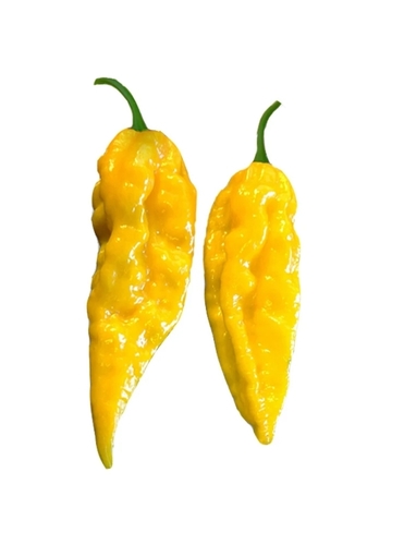 Bhut Jolkia Ghost Pepper YELLOW SND