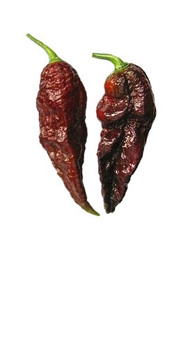 Chocolate Bhut Jolkia GHOST pepper Super Hot Sandia