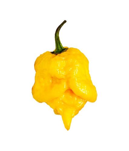 Carolina Reaper Yellow Super Hot the hottest Pepper in the world