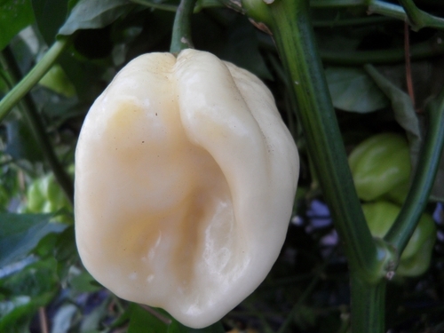 Habanero minature  White extra Hot