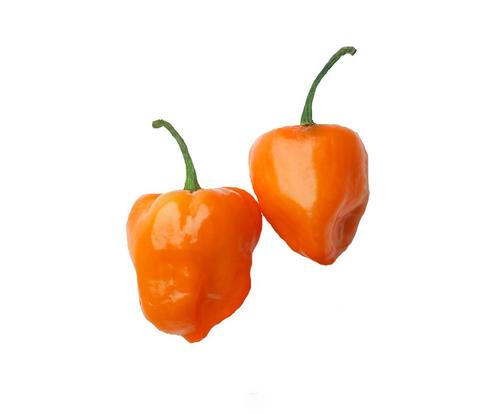 Habanero  NUMEX  Trick or Treat No Heat