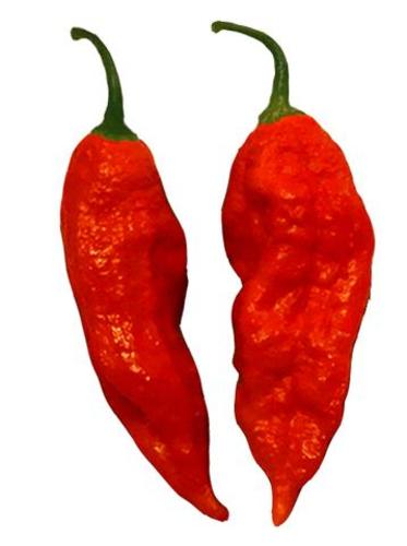 Tombstone Ghost Pepper Hauntingly Hot ☠☠☠☠☠☠