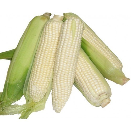 Sweet corn  /Süt Mısır Ganniy