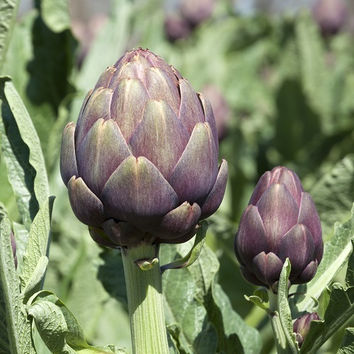 Artichokeviolet / Enginar (Ganniy)