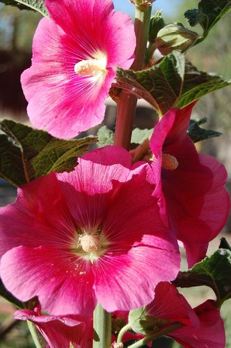 Hollyhock Flower  / Gülhatmi (GANIYY)